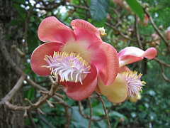 070 Cairns Botanic Gardens